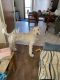 Labradoodle Puppies for sale in Great Falls, MT, USA. price: NA