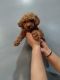 Labradoodle Puppies for sale in 23 Garwood Pl, Irvington, NJ 07111, USA. price: NA
