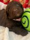 Labradoodle Puppies for sale in Rexburg, ID, USA. price: $900