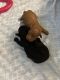 Labradoodle Puppies for sale in Valdosta, GA, USA. price: $2,000