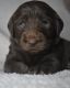 Labradoodle Puppies for sale in Newnan, GA, USA. price: $1,000
