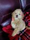 Labradoodle Puppies for sale in Pell City, AL, USA. price: $850