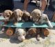 Labradoodle Puppies for sale in Miami, FL, USA. price: $1,800
