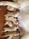 Labradoodle Puppies for sale in Mahe-Thalassery Byp Rd, Kallilthazhe, Kodiyeri, Kerala, India. price: 13000 INR