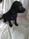 Labradoodle Puppies for sale in Jackson, MN 56143, USA. price: $450