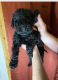 Labradoodle Puppies for sale in Lake, MI 48632, USA. price: NA