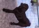 Labradoodle Puppies for sale in Quesnel, BC, Canada. price: NA