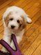 Labradoodle Puppies for sale in Mora, MN 55051, USA. price: $700