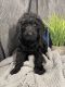 Labradoodle Puppies for sale in Bossier City, LA 71111, USA. price: $1,000