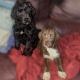 Labradoodle Puppies for sale in Whitney, NV, USA. price: NA
