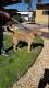 Labradoodle Puppies for sale in Hemet, CA, USA. price: $600