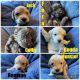 Labradoodle Puppies for sale in Tamaqua, PA, USA. price: NA
