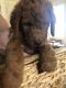 Labradoodle Puppies for sale in Broadway, NC, USA. price: $848