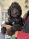 Labradoodle Puppies for sale in Middlesex, NC 27557, USA. price: $1,000