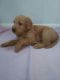 Labradoodle Puppies for sale in MD-27, Westminster, MD, USA. price: $1,000