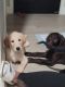 Labradoodle Puppies for sale in O'Hare, Chicago, IL, USA. price: $750