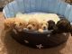 Labradoodle Puppies for sale in Tamaqua, PA, USA. price: $500