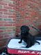 Labradoodle Puppies for sale in Jamestown, PA 16134, USA. price: NA