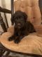Labradoodle Puppies for sale in Ashton, MI 49677, USA. price: NA