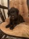 Labradoodle Puppies for sale in Ashton, MI 49677, USA. price: $1,500