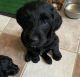 Labradoodle Puppies for sale in Lake Odessa, MI 48849, USA. price: $500