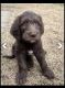 Labradoodle Puppies for sale in Arnold, MD, USA. price: $1,000
