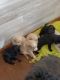 Labradoodle Puppies for sale in Lakeville, MN, USA. price: $900