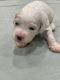 Labradoodle Puppies for sale in Ontario, CA, USA. price: $1,500