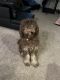 Labradoodle Puppies for sale in Westerville, OH, USA. price: NA