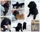 Labradoodle Puppies for sale in Yacolt, WA 98675, USA. price: $800
