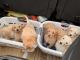 Labradoodle Puppies for sale in Glenwood, MN 56334, USA. price: $400