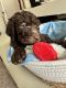 Labradoodle Puppies for sale in Spring, TX 77386, USA. price: $700