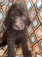 Labradoodle Puppies for sale in Louisville, KY, USA. price: $750