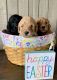 Labradoodle Puppies for sale in Dunn, NC 28334, USA. price: $1,000