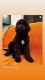 Labradoodle Puppies for sale in Gilbert, AZ, USA. price: NA