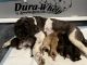 Labradoodle Puppies for sale in Charlestown, RI, USA. price: $3,300