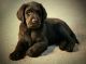 Labradoodle Puppies for sale in Prospect, OH 43342, USA. price: $650