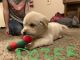 Labradoodle Puppies for sale in Newton, UT, USA. price: NA