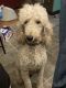 Labradoodle Puppies for sale in London, AR 72847, USA. price: $400