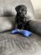 Labradoodle Puppies for sale in Effingham, IL 62401, USA. price: $400