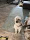 Labradoodle Puppies for sale in Covington, KY 41017, USA. price: NA