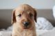 Labradoodle Puppies for sale in Chelsea, MI 48118, USA. price: NA