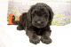 Labradoodle Puppies for sale in Kerrville, TX 78028, USA. price: $500