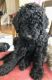 Labradoodle Puppies for sale in Gresham, OR, USA. price: $1,500
