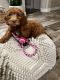 Labradoodle Puppies for sale in Hanford, CA 93230, USA. price: NA