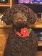 Labradoodle Puppies for sale in Melbourne, FL, USA. price: $300