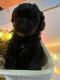Labradoodle Puppies for sale in Woodburn, KY, USA. price: NA