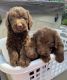 Labradoodle Puppies for sale in Macon, GA, USA. price: $1,200