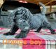 Labradoodle Puppies for sale in Warrior, AL, USA. price: $1,000