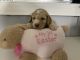 Labradoodle Puppies for sale in Tupelo, MS, USA. price: $700